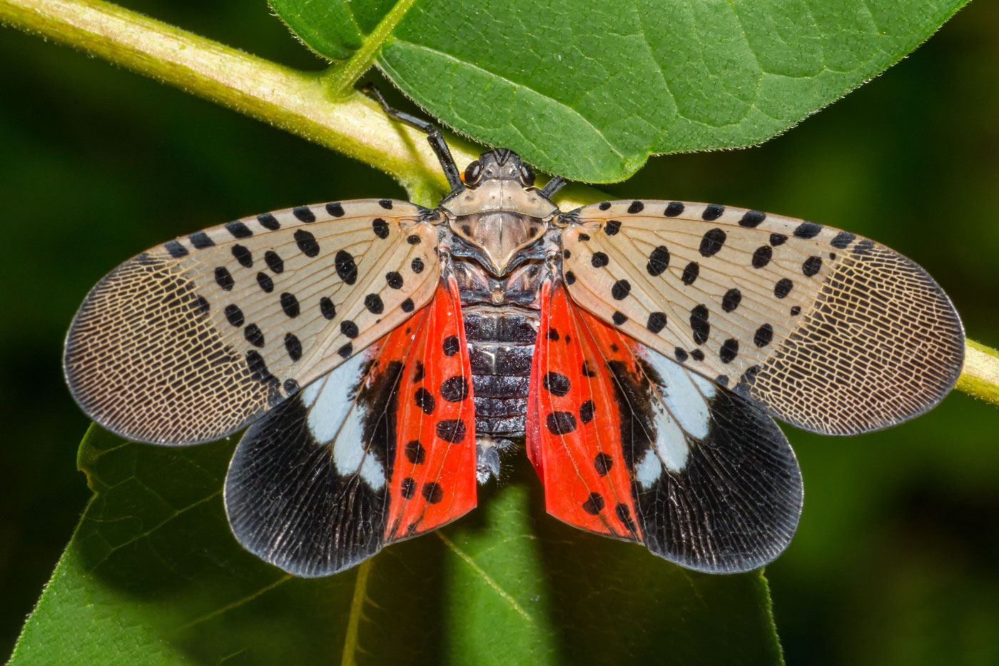spotted lanternfly, moth with grey, black and red markings